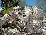 MAGNOLIA STELLATA WATERLILY